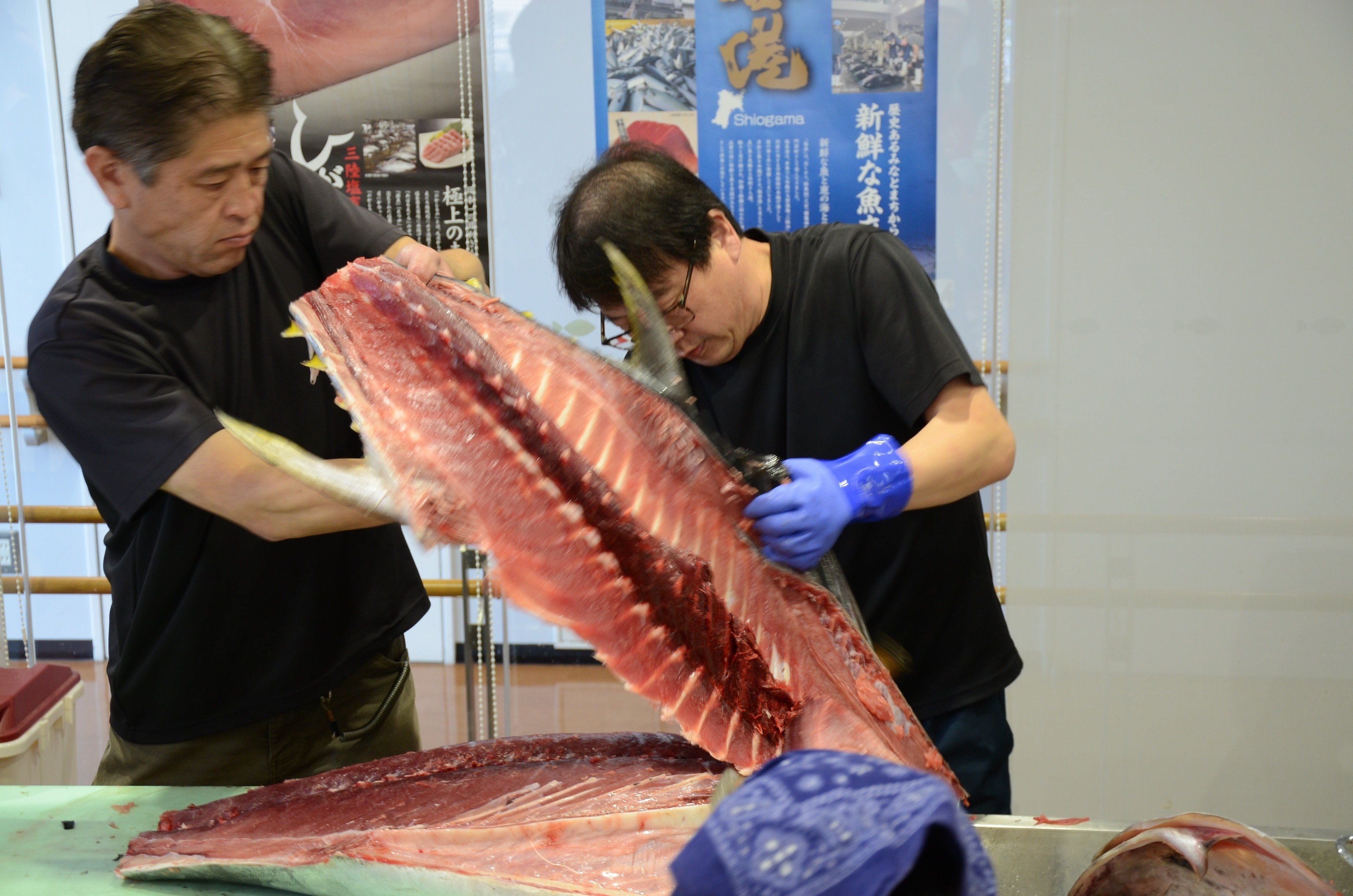 塩竈産マグロ解体体験！丸ごと1本食べつくそう！｜gt00001 塩竈市 塩釜 合同会社ツナらいふ