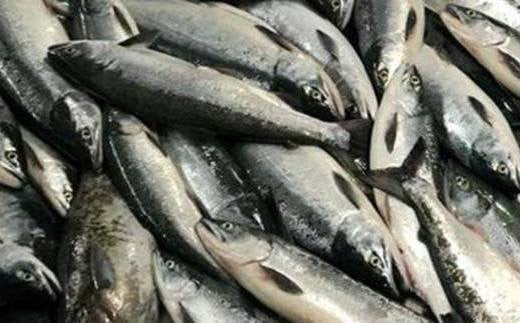 ＜3か月定期便＞筵巻き山漬け　紅鮭切身詰合せ　【04203-0516】