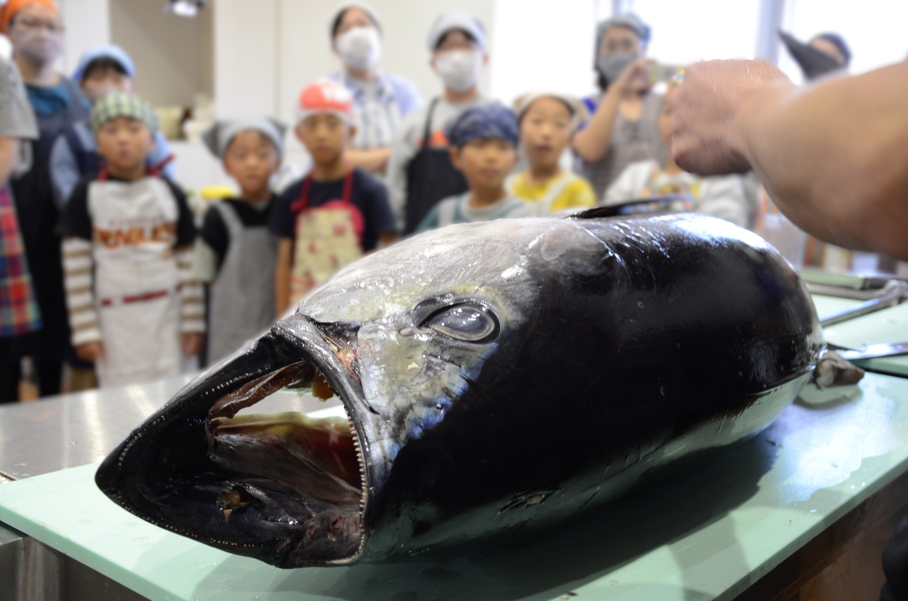 塩竈産マグロ解体体験！丸ごと1本食べつくそう！｜gt00001 塩竈市 塩釜 合同会社ツナらいふ