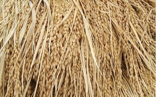 ［浦戸　寒風沢島］幻の寒風沢米（ササニシキ玄米１０ｋｇ）　【04203-0201】