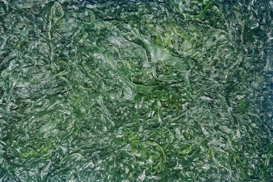 【外抜一等品】 三陸産 特撰若布 400g [大菊 宮城県 気仙沼市 20563741] ワカメ わかめ 塩蔵 冷蔵 一等品