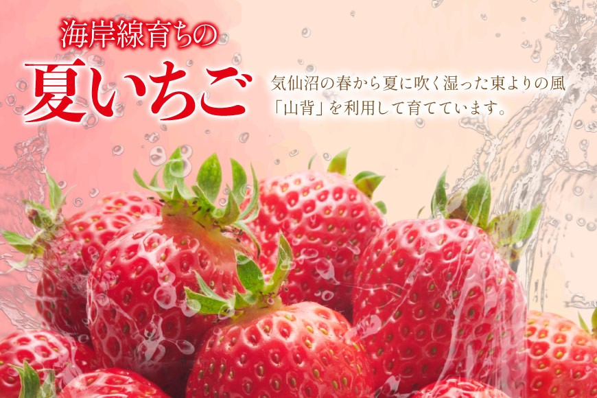 訳あり 冷凍 夏いちご すずあかね 約1kg [水山養殖場 宮城県 気仙沼市 20564004] 果物 イチゴ いちご 苺 簡易包装 フルーツ