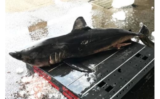 【新潟銘酒能鷹使用】鮫の清酒づけ 26g×2袋 [西沢珍味販売 宮城県 気仙沼市 20563550] 魚介 魚貝 菓子 おつまみ 鮫 さめ サメ 清酒づけ