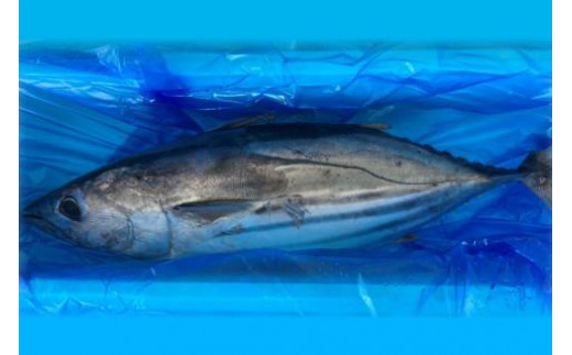 【期間限定発送】戻り鰹 1尾 約2.5～3kg [さんりくみらい 宮城県 気仙沼市 20564216] 生鮮 かつお 鮮魚 季節限定