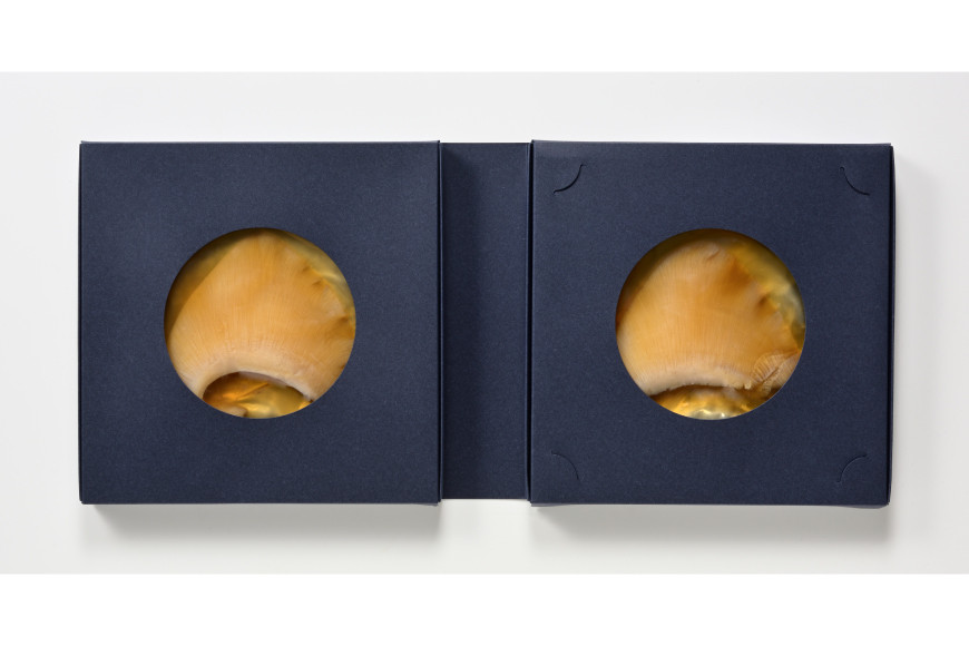 【TVで紹介】ふかひれステーキ1箱 [石渡商店 宮城県 気仙沼市 20563354] フカヒレ 鱶鰭 ふかひれ ステーキ 尾びれ ヨシキリザメ ヨシキリザメ 吉切鮫