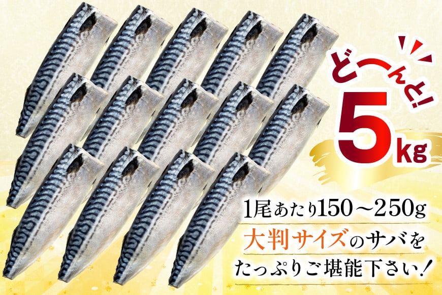 訳あり 塩サバ フィレ 5kg [足利本店 宮城県 気仙沼市 20565496] 魚介類 魚 海鮮 大容量 サバ さば 鯖 サバフィレ サバフィーレ 鯖フィレ 切り身 冷凍 訳アリ わけあり トロサバ 減塩 とろさば