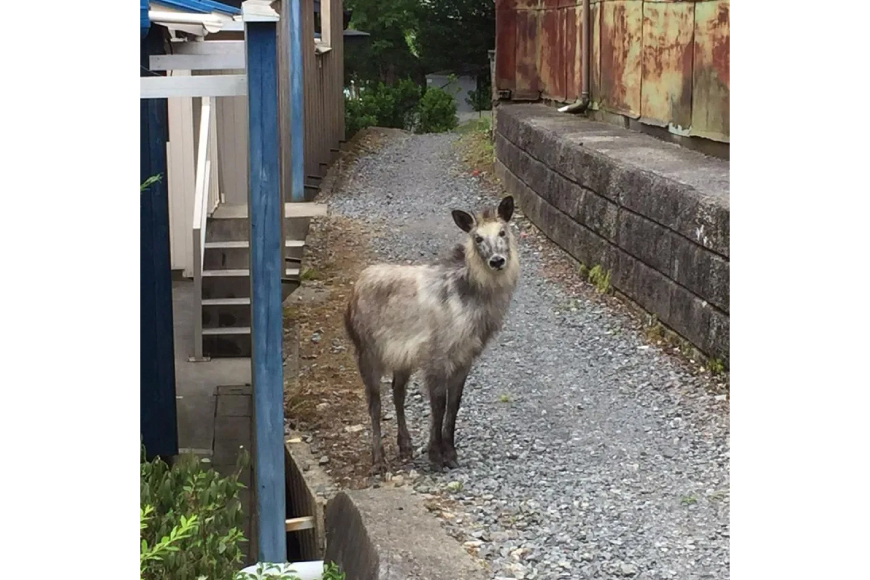 【気仙沼ニッティング】 ニットバッグ カモシカ [気仙沼ニッティング 宮城県 気仙沼市 20565622]