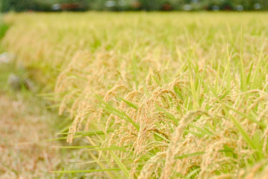 宮城のおこめ 食べくらべセット ひとめぼれ & ササニシキ 各 5kg 総計 10kg [根口商店 宮城県 気仙沼市 20565766] 米 お米 白米 精米 三陸産 宮城県産 ブランド米 ご飯 ごはん コメ こめ 小分け