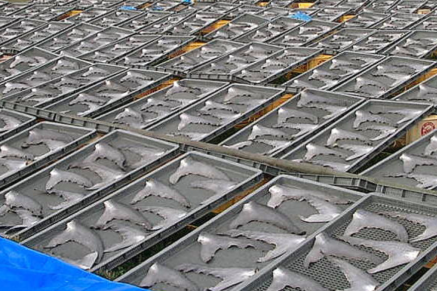 気仙沼港水揚げ 1,440時間かけて愚直に作ったフカヒレ姿煮 濃厚白湯仕立 80g 煮込み用パイタンスープ250g 各2 [海華 宮城県 気仙沼市 20565812] フカヒレ ふかひれ 鱶鰭 冷凍 中華料理 高級