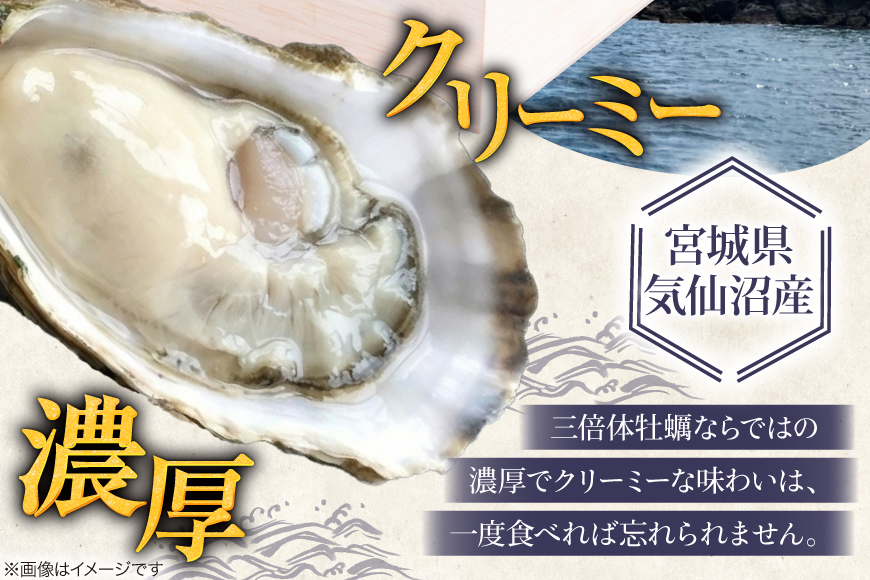 殻付き牡蠣 生食用 三倍体牡蠣 島乙女 約840g 12個入 [カネキ水産 宮城県 気仙沼市 20565985] 牡蠣 期間限定 冷蔵 新鮮 濃厚 カキ かき 生牡蠣 魚貝類 貝 海鮮 魚介類 なべ カキフライ 牡蠣ご飯 魚介
