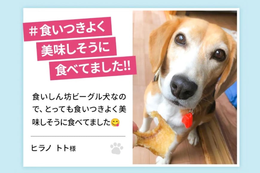 UMINO PET サメ肉ジャーキー 40g×3個 [石渡商店 宮城県 気仙沼市 20563953] ペットフード ドッグフード 犬 いぬ 犬用 ペット おやつ オヤツ 国産 ジャーキー 気仙沼産 サメ 鮫