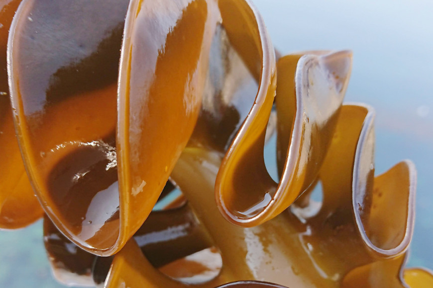 ＼満点★青空レストランで紹介／ 春つげ華めかぶ 3種 （千切りメカブ・削ぎメカブ・まるままメカブ) メカジキ セット [第38漁徳丸 宮城県 気仙沼市 20565076] 魚介類 海藻 メカブ メカジキ めかぶ メカ 芽株 三陸めかぶ 食べ比べ 冷蔵