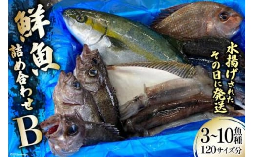 鮮魚 詰め合わせ B 3～10魚種 120サイズ分 [さんりくみらい 宮城県 気仙沼市 20563532] 産地直送 旬 魚介 魚 さかな