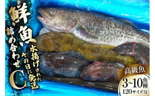 鮮魚 詰め合わせ C 3～10高級魚種 120サイズ分 [さんりくみらい 宮城県 気仙沼市 20563533] 産地直送 旬 魚介 魚 さかな