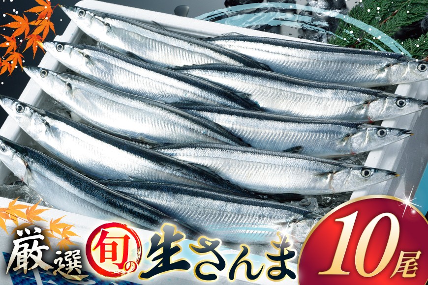 【期間限定発送】 生 さんま 10尾 [阿部長商店 宮城県 気仙沼市 20565760] 魚 サンマ 秋刀魚 生鮮 鮮魚 季節限定