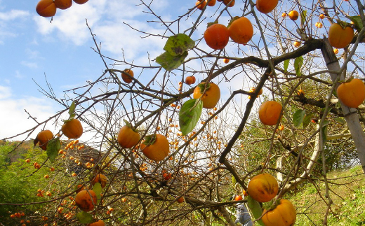 宮城の樽柿(脱渋済宮城県産蜂屋柿3.0kg)柿味だより【13006】