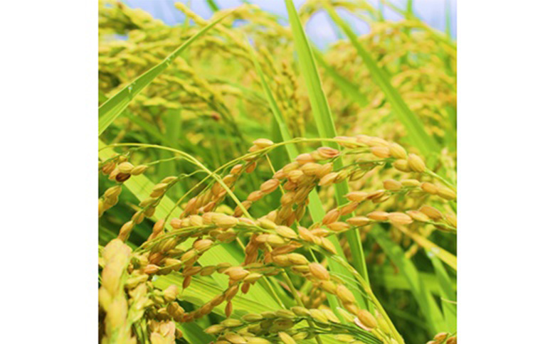 令和7年産　つや姫 玄米 10kg　宮城県白石市産【06172】 玄米(10kg)