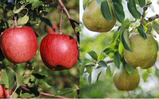 サンふじとラ・フランス詰合せ 計5kg【1510401】