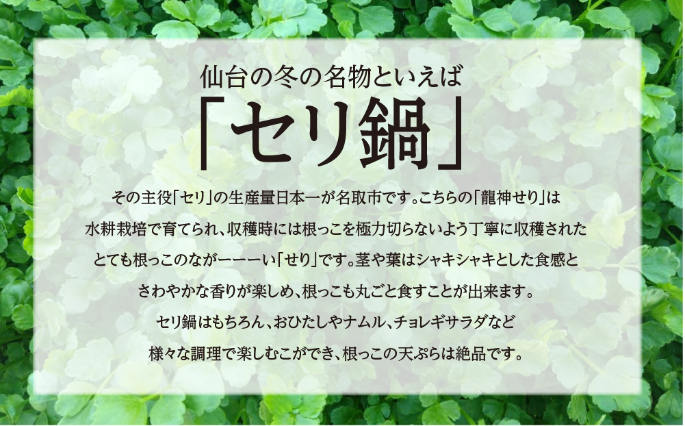 【期間限定】根っこがながーーーい　仙台龍神せり(300ｇ)2～3人前