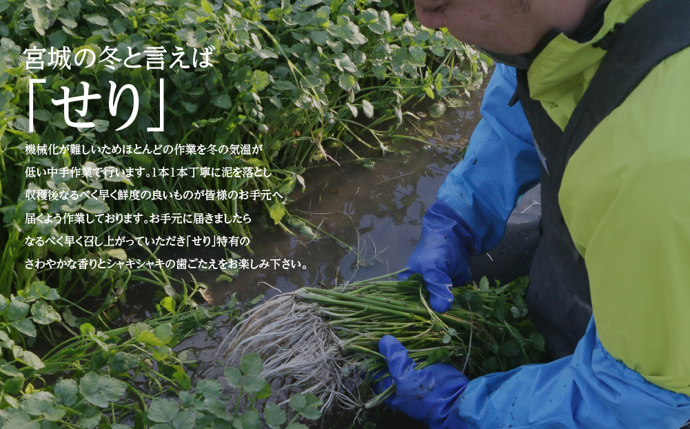 【期間限定】シャキシャキ食感の根付き仙台セリ（300g）2～3人前