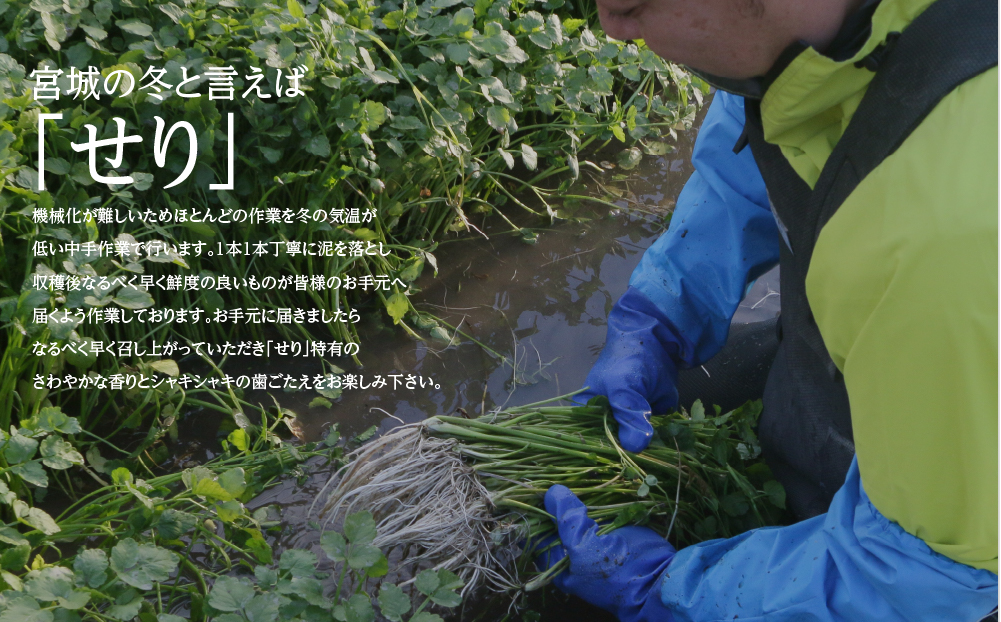 【期間限定】根っこがながーーーい　仙台龍神せり(300ｇ)2～3人前