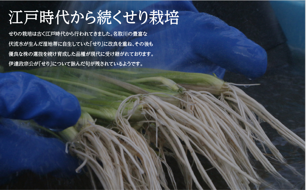 【期間限定】シャキシャキ食感の根付き仙台セリ（400g）3～4人前