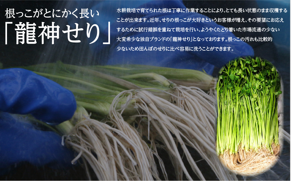 【期間限定】根っこがながーーーい　仙台龍神せり(300ｇ)2～3人前