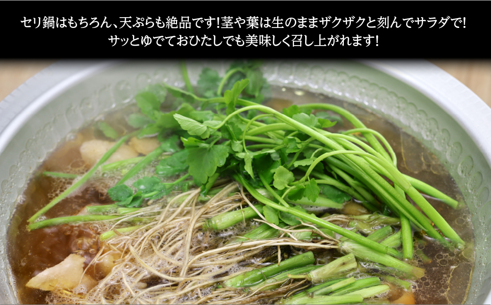 【期間限定】シャキシャキ食感の根付き仙台セリ（300g）2～3人前