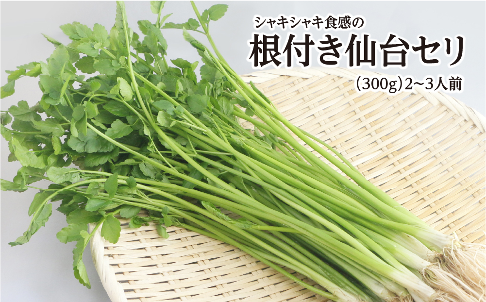 【期間限定】シャキシャキ食感の根付き仙台セリ（300g）2～3人前