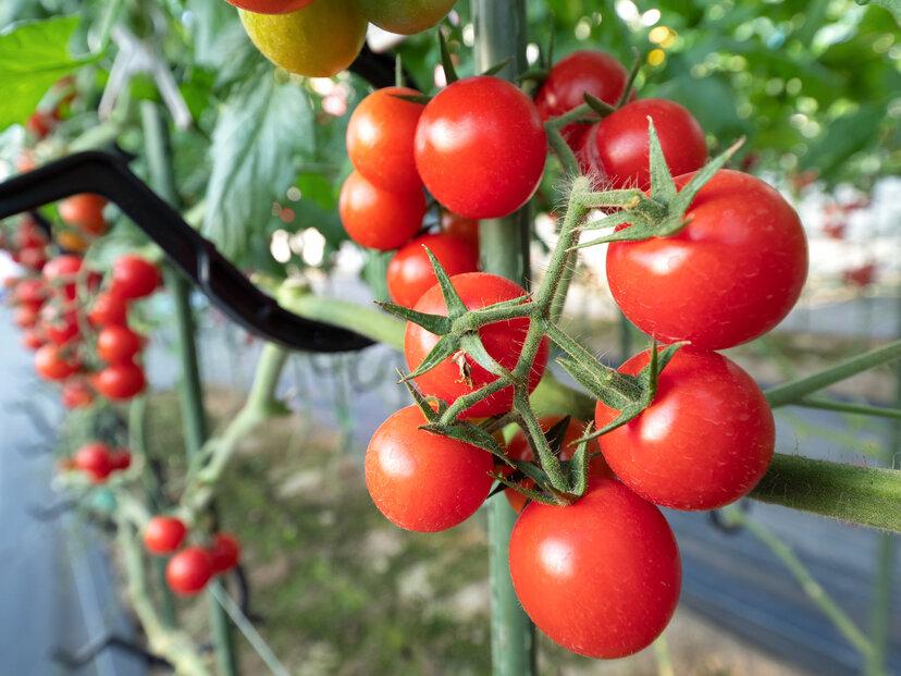 【2026年発送分先行予約】角田産 新鮮！カラフル ミニトマト １kg【2026年6月上旬より順次】