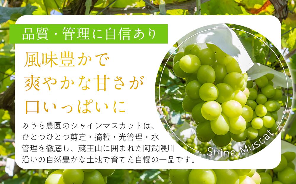 【2026年発送分先行予約】シャインマスカット ２房（約１kg）【2026年9月上旬以降順次】