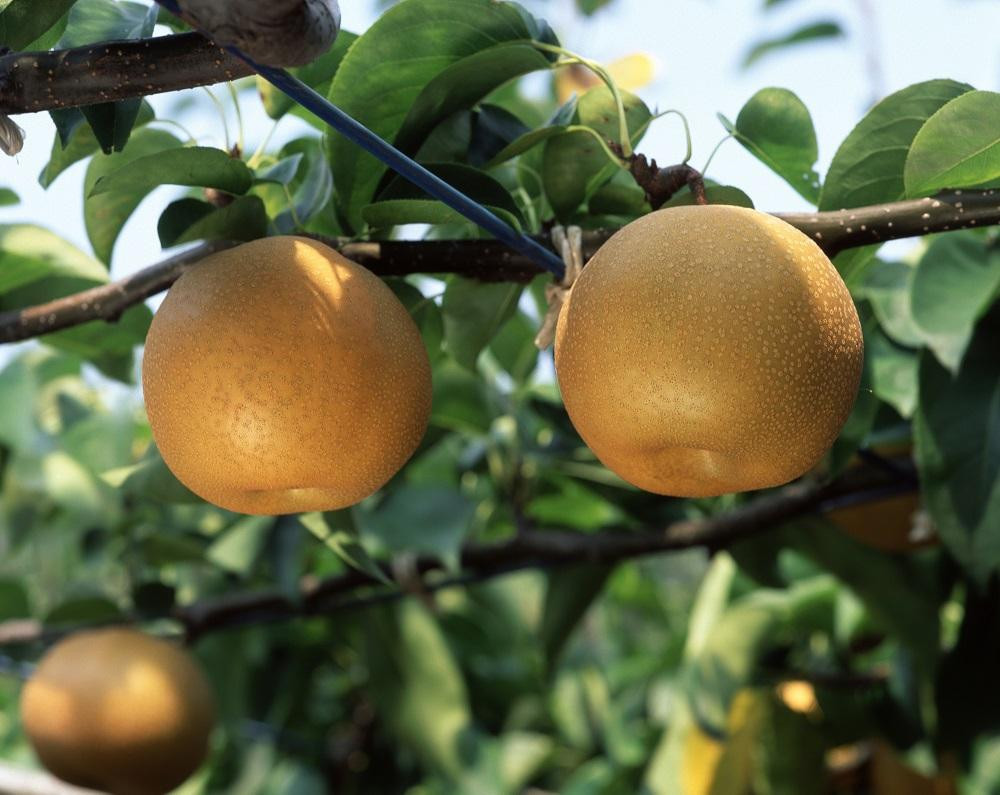 【2026年先行予約／訳あり】【馬場果樹園】梨「豊水」約5kg（8～14玉入）順次発送