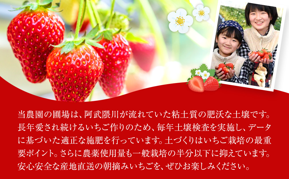 【定期便2回】【角田市産地直送】朝摘みいちご「とちおとめ」合計約500g（250g×2パック）