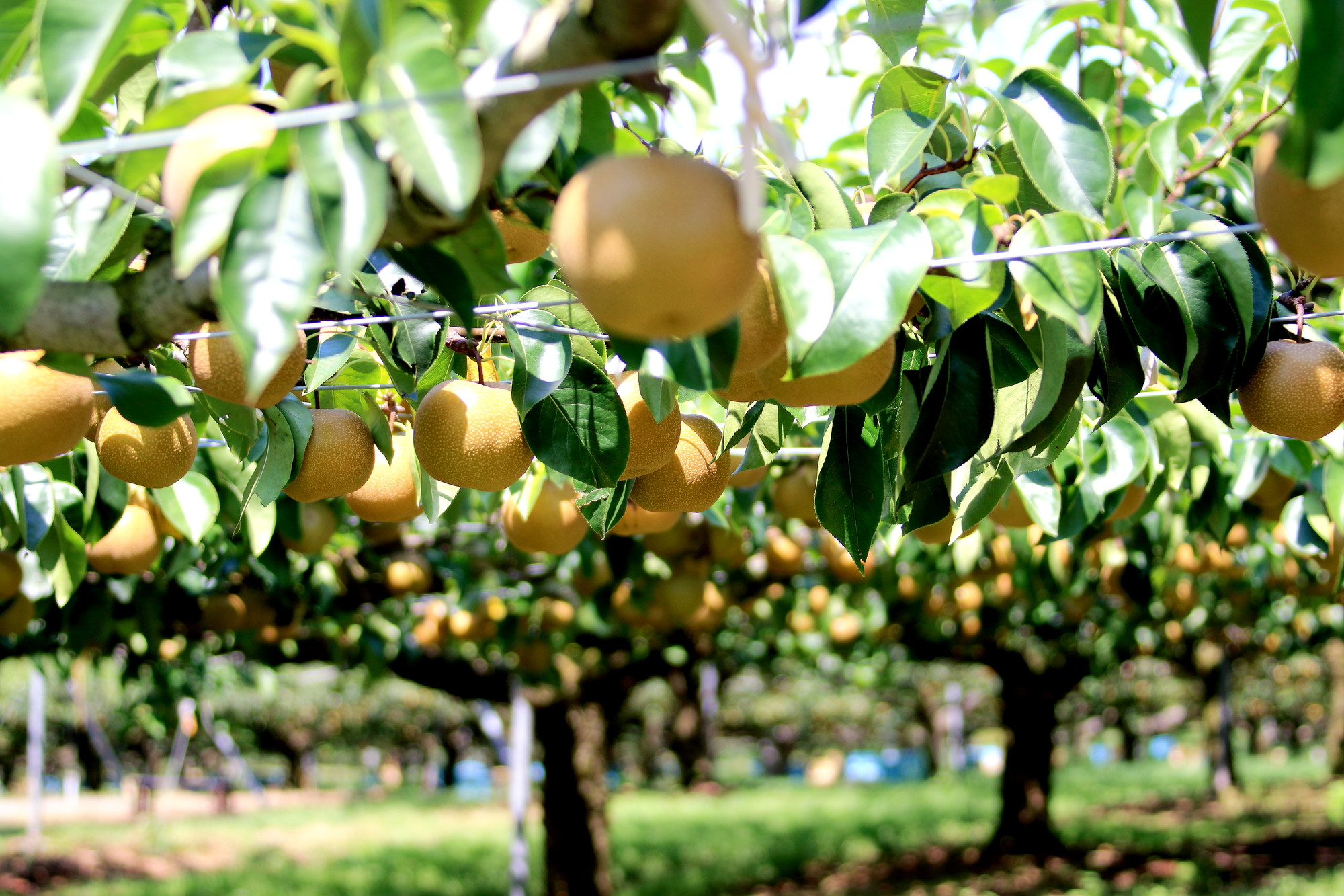 【先行予約（2026年発送分）】【訳あり】旬の和梨　約５kg【吉川果樹園】｜梨 ナシ こだわりの梨 フルーツ 果物 旬の梨 宮城県角田市 約5kg