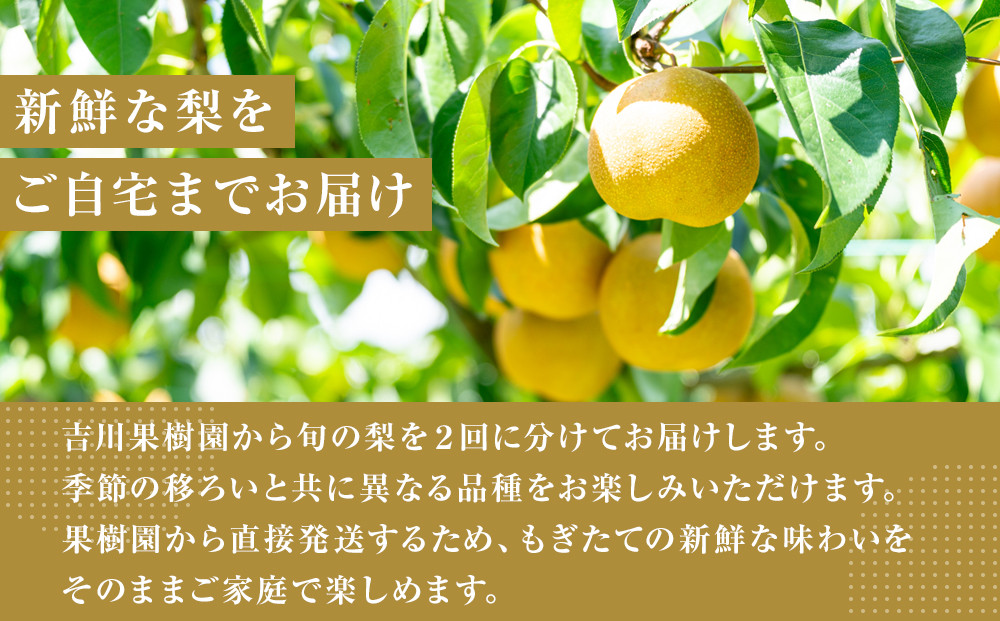 【2026年発送分 先行予約】【梨の定期便／全2回発送】和梨2カ月連続お届け 5kg（品種おまかせ）