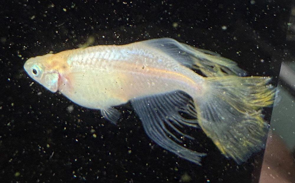 角田市産めだか（マーメイドシリーズ）　2ペア