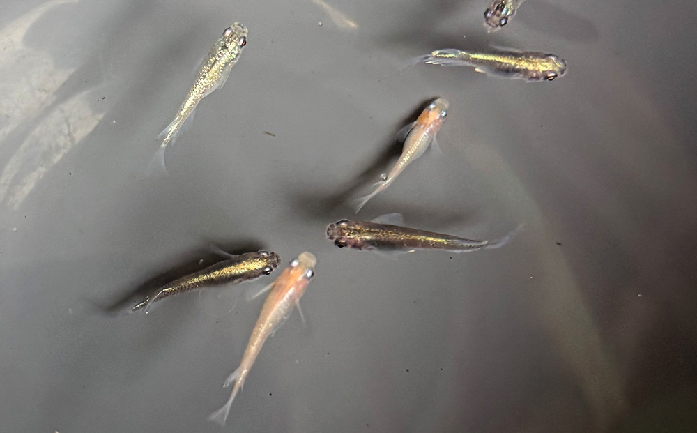 角田市産めだか（ミックス）10匹