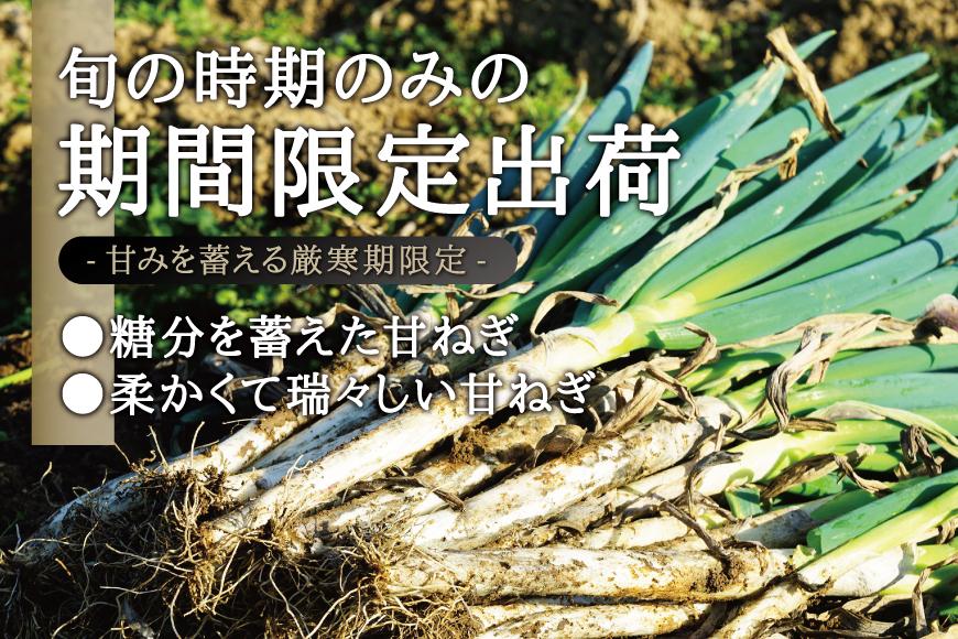 カマシチねぎ屋 旬の甘ねぎ 5kg（約27本～42本）【12月下旬より順次発送】