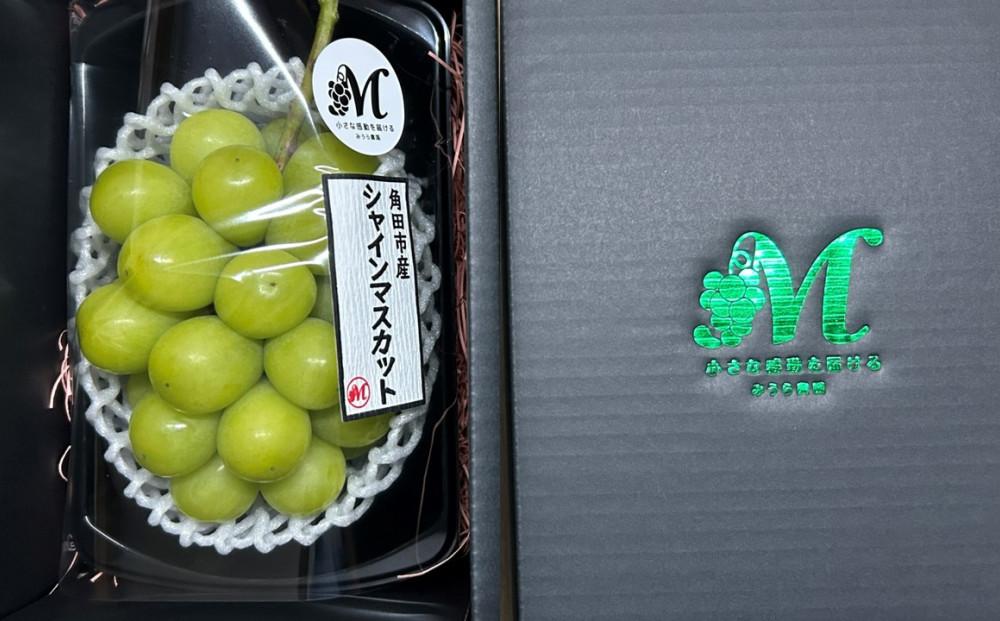 【2026年発送分先行予約】シャインマスカット １房（約500～600g）【2026年9月上旬以降順次】