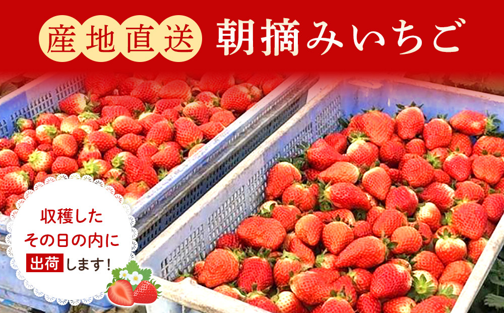 【先行予約】【角田市産地直送】朝摘みいちご「とちおとめ」合計約1kg（250g×4パック）【2025年12月下旬より順次発送】