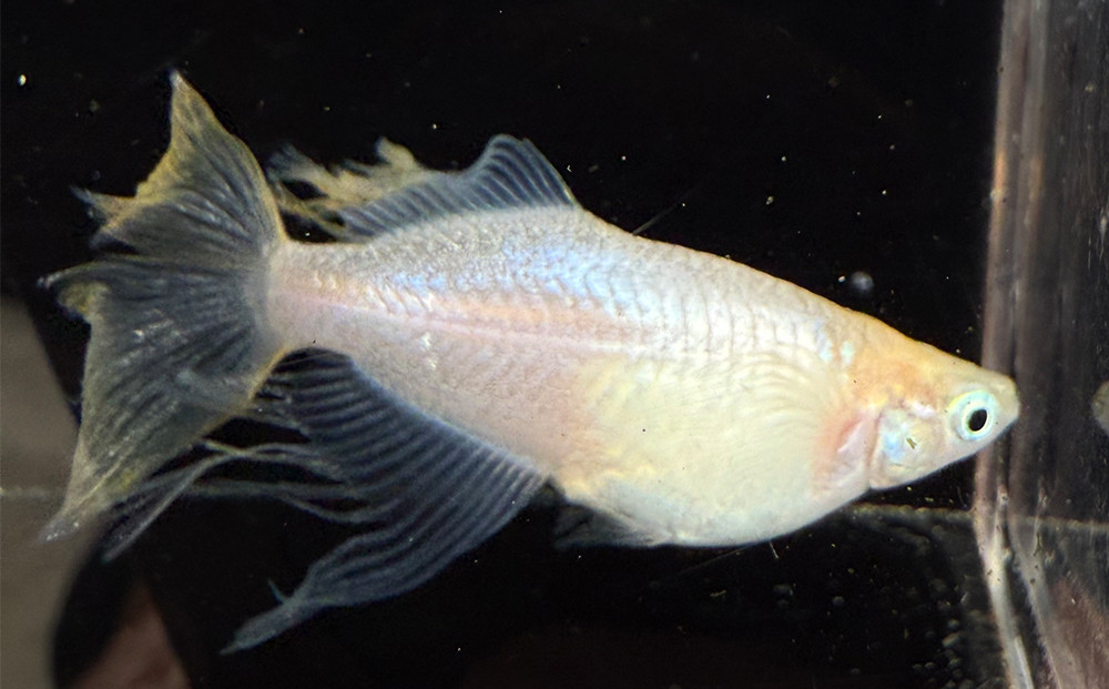 角田市産めだか（マーメイドシリーズ）　2ペア