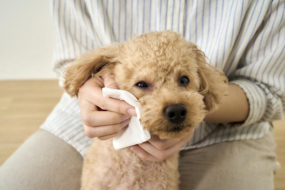 【72枚入り×10パック】ペット用トイレに流せるウェットティッシュ 72枚入 クリーンペットケア アイリスオーヤマ ペット ノンアルコール 無香料 散歩 使いやすい NPWT