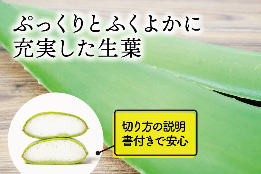 【食用】朝採り アロエベラ生葉 2kg（2枚～4枚）3年物　宮城県産