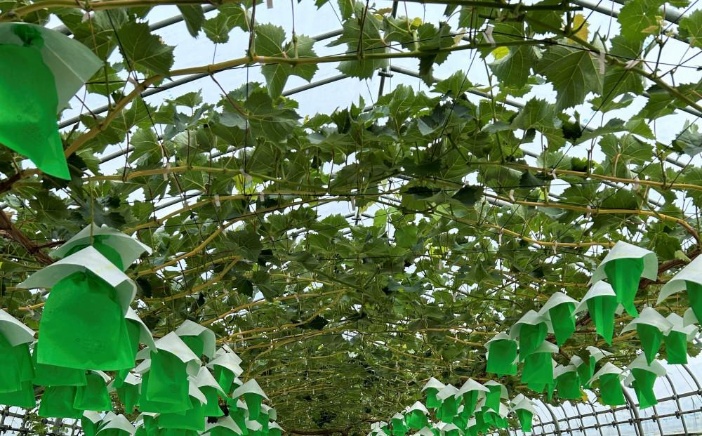 【2026年発送分先行予約】シャインマスカット ２房（約１kg）【2026年9月上旬以降順次】