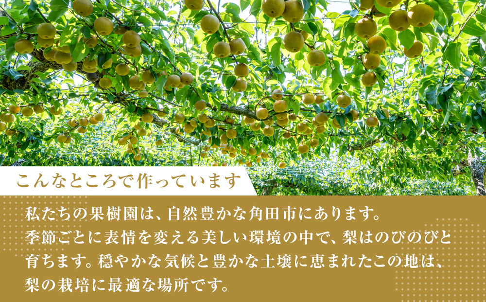【2026年発送分 先行予約】【梨の定期便／全2回発送】和梨2カ月連続お届け 5kg（品種おまかせ）
