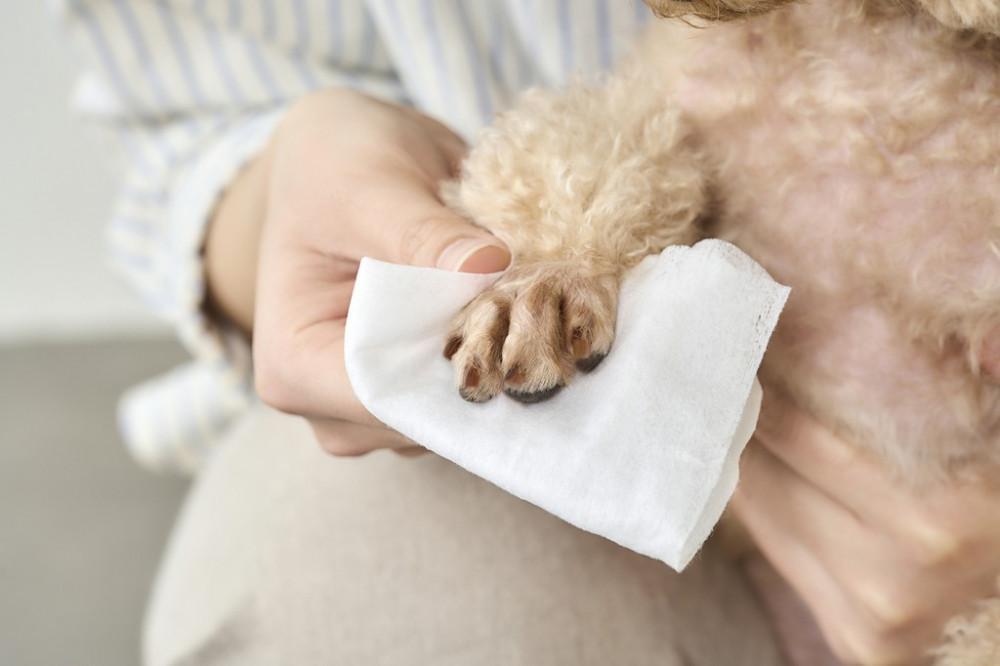 【72枚入り×10パック】ペット用トイレに流せるウェットティッシュ 72枚入 クリーンペットケア アイリスオーヤマ ペット ノンアルコール 無香料 散歩 使いやすい NPWT