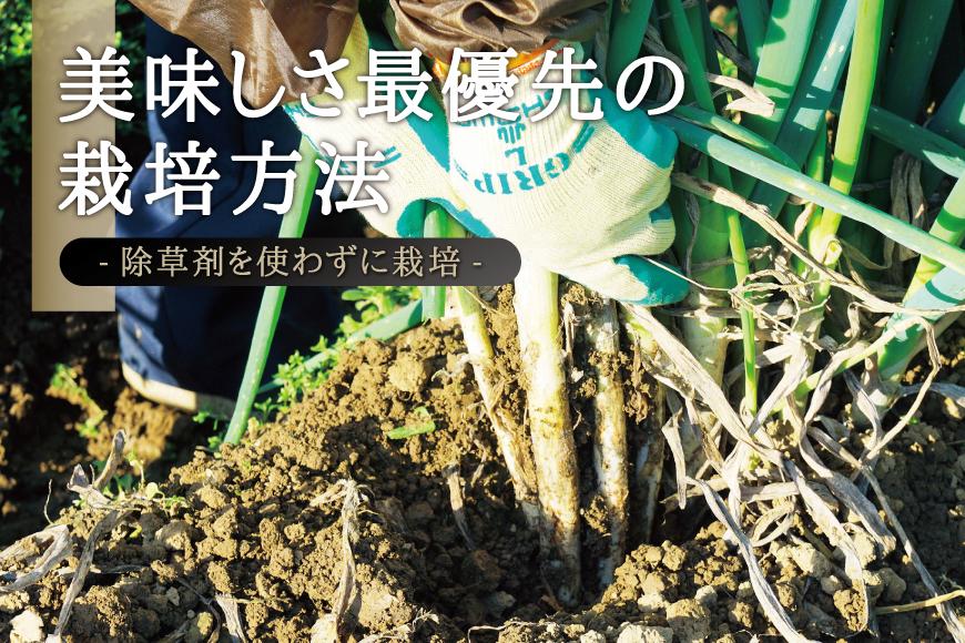 カマシチねぎ屋 旬の甘ねぎ 2kg（約10本～17本）【12月下旬より順次発送】