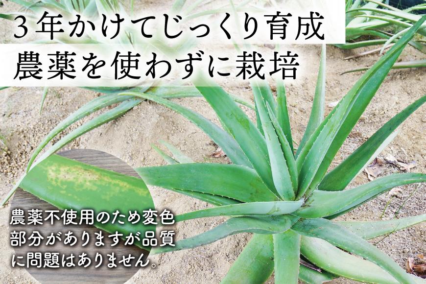 【食用】朝採り アロエベラ生葉 6kg（6枚～12枚）3年物　宮城県産