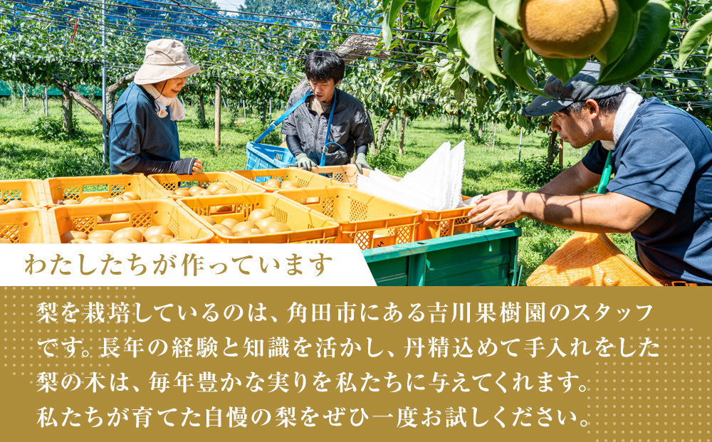 【2026年発送分 先行予約】【梨の定期便／全2回発送】和梨2カ月連続お届け 5kg（品種おまかせ）