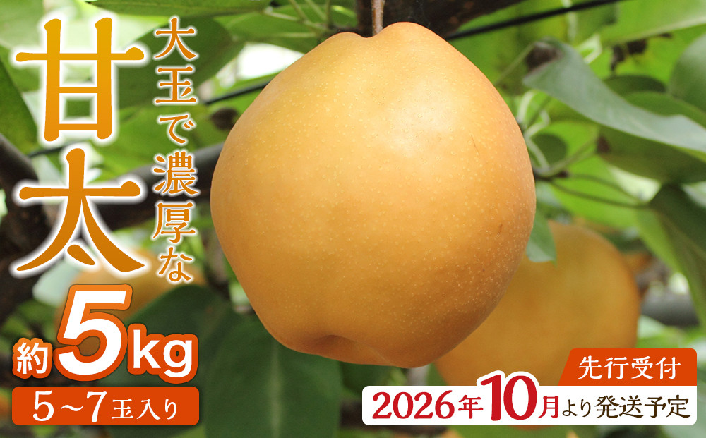【2026年発送／先行予約】梨「甘太」約5kg（5～7玉入）【松崎果樹園】｜梨 ナシ こだわりの梨 フルーツ 果物 旬の梨 宮城県角田市 約5kg